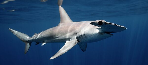 シュモクザメ - Sputnik 日本