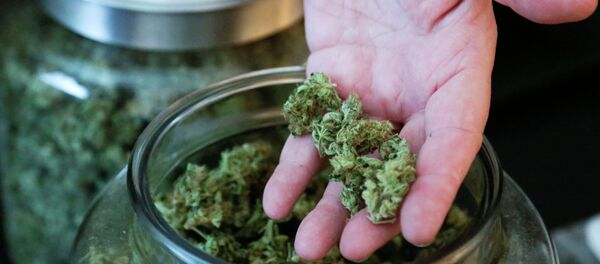 マリファナ - Sputnik 日本