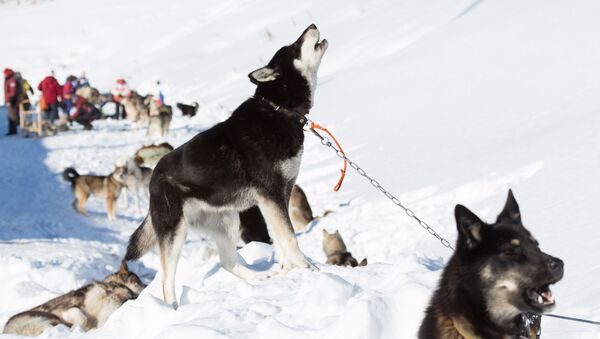 カムチャツカで世界最長の犬ぞりレースがスタート！ - Sputnik 日本