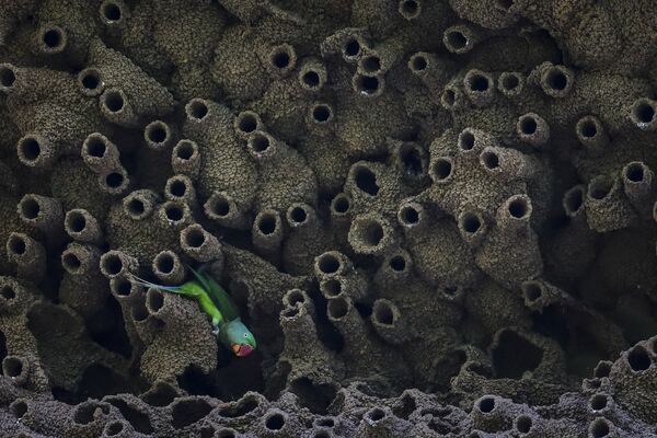 オオホンセイインコ、インドのチャンバル川のツバメの巣にて - Sputnik 日本