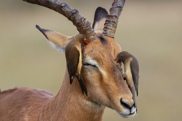 インパラの顔にとまったアカハシウシツツキ、南アフリカ共和国クルーガー国立公園 - Sputnik 日本