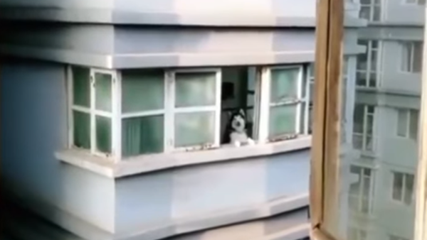 話し相手がいない時は、近所のハスキー犬に声をかけよう - Sputnik 日本