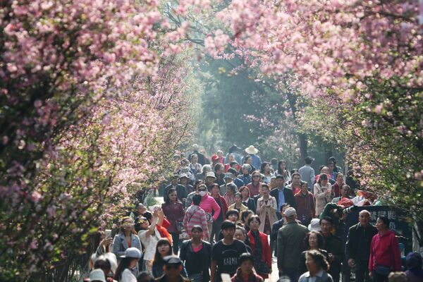 桜の下の人々、中国の昆明市 - Sputnik 日本