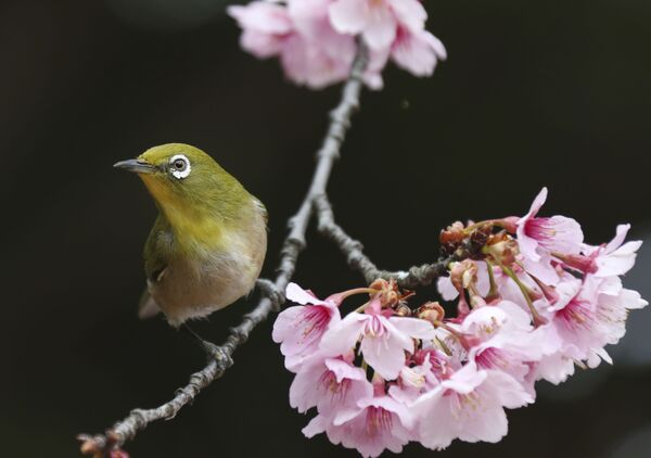 桜にとまるメジロ、日本の新宿御苑 - Sputnik 日本