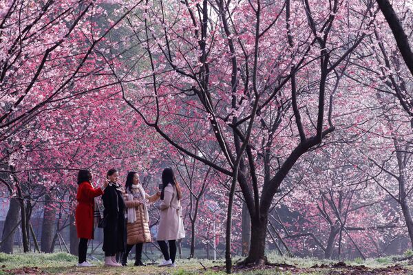 桜の下の人々、中国の東湖桜花園 - Sputnik 日本