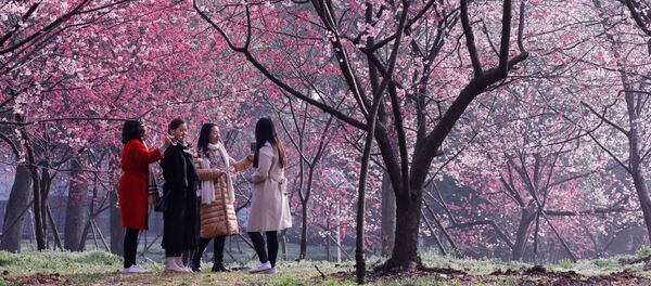 桜の下の人々、中国の東湖桜花園 桜の下の人々、中国の東湖桜花園 - Sputnik 日本