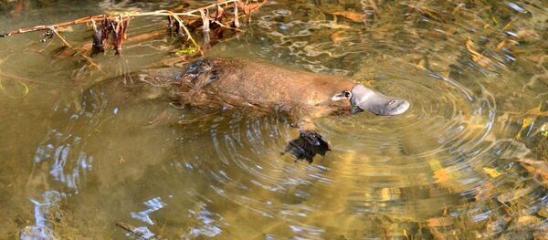 Утконос Утконос - Sputnik 日本