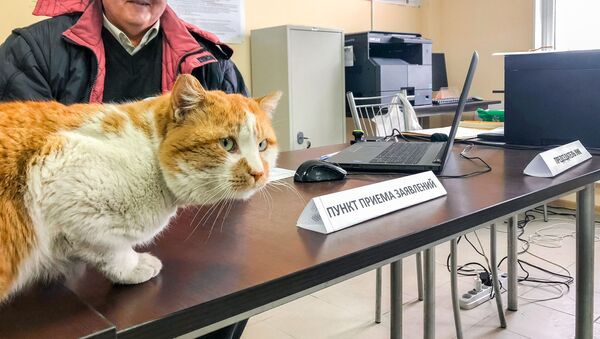 猫のモスチク、クリミア橋建設作業員の「投票率を確保」【写真・動画】 - Sputnik 日本