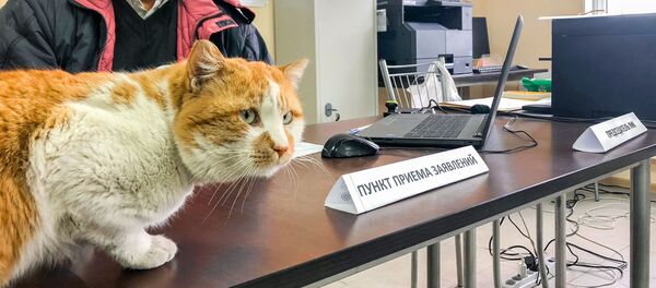 猫のモスチク、クリミア橋建設作業員の「投票率を確保」【写真・動画】 - Sputnik 日本