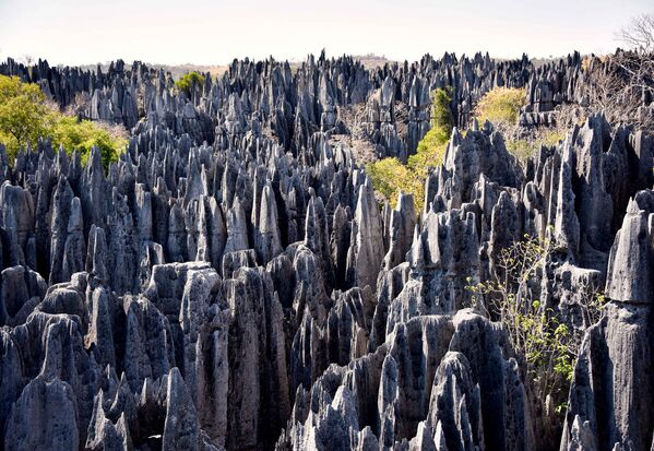 マダガスカルのツィンギ・デ・ベマラ厳正自然保護区の森 - Sputnik 日本