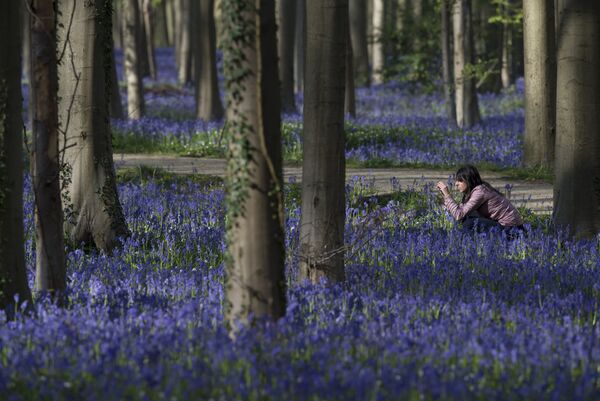ベルギーの古代の森「ハレルボス」。ブルーベルというヒヤシンスが咲くと地面が青色に染まるため「青の森」と呼ばれている。 - Sputnik 日本