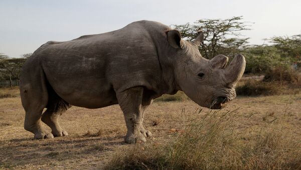 Последний самец северного белого носорога Судан в заповеднике Ol Pejeta в Кении. Архивное фото - Sputnik 日本