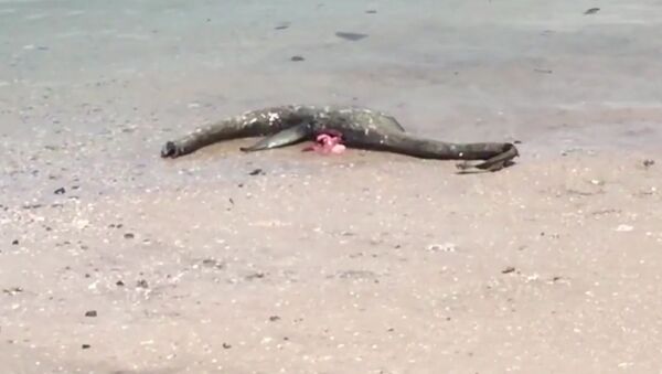 Кадр из видео американца Jeff Warren, нашедшего на побережье штата Джорджия неизвестное морское чудовище - Sputnik 日本