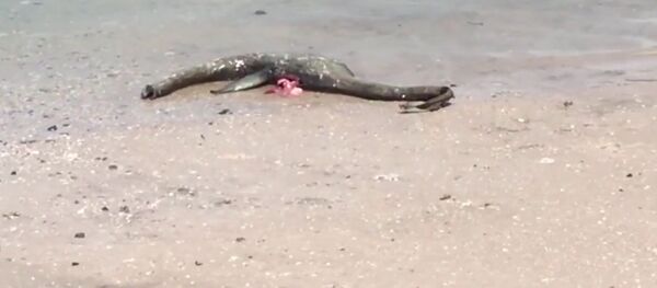 Кадр из видео американца Jeff Warren, нашедшего на побережье штата Джорджия неизвестное морское чудовище Кадр из видео американца Jeff Warren, нашедшего на побережье штата Джорджия неизвестное морское чудовище - Sputnik 日本