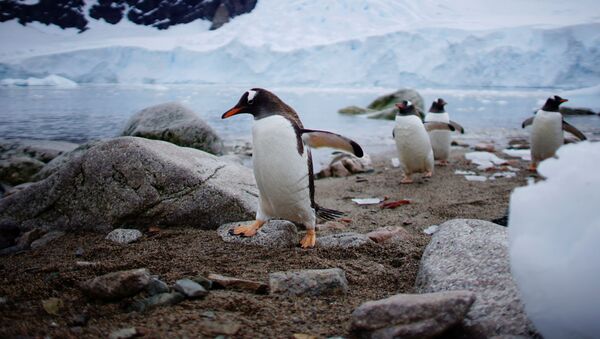 南極ネコハーバーのペンギンたち - Sputnik 日本