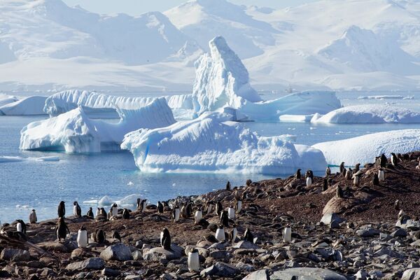 南極クーバービル島のペンギンたち - Sputnik 日本