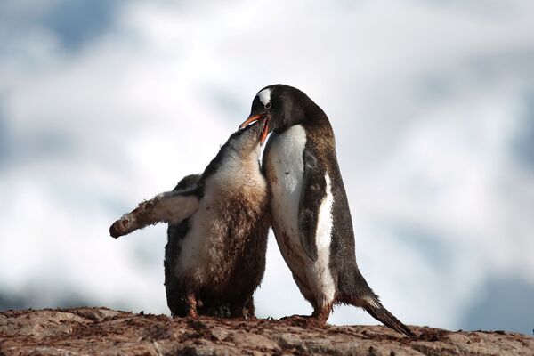 子供にエサを与えるペンギンの親、南極クーバービル島 - Sputnik 日本