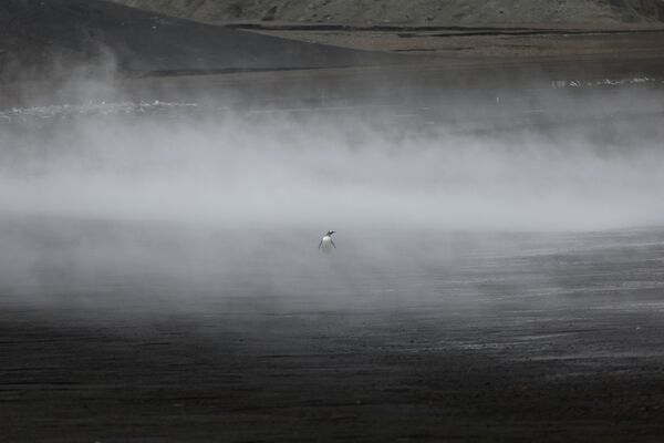 霧の中から現れるペンギン、南極デセプション島 - Sputnik 日本
