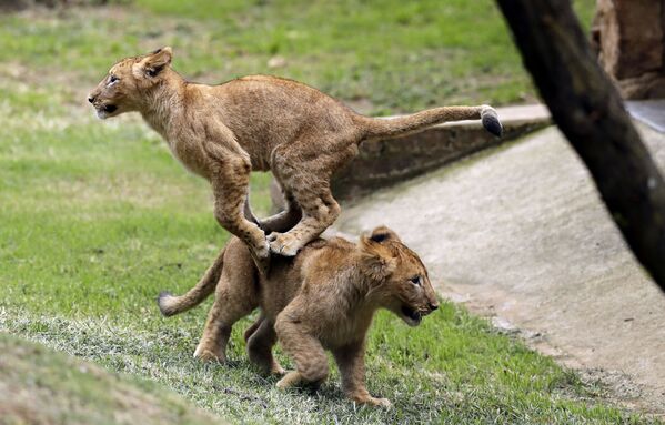 動物園で遊ぶライオンの子供２頭。南アフリカ共和国ヨハネスブルグ - Sputnik 日本