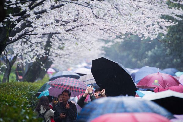 中国の武漢大学で桜を写真に撮る男性 - Sputnik 日本