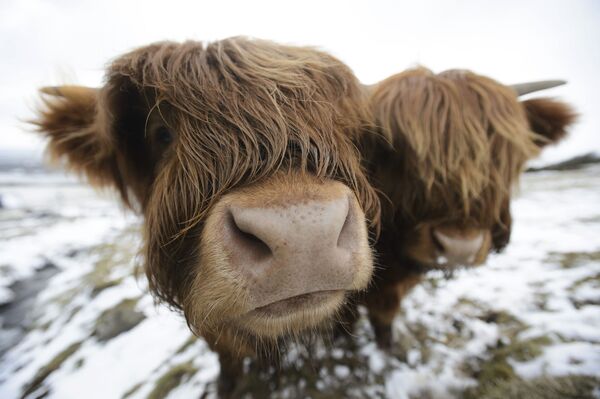 スコットランドのグラスゴーで放牧されている牛ハイランド・キャトル（ハイランド牛） - Sputnik 日本