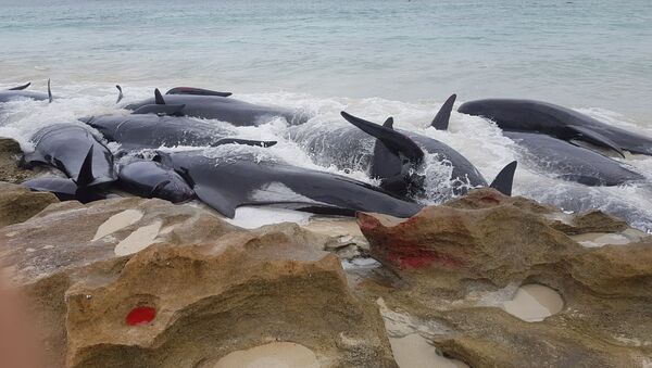 オーストラリアの海岸に150頭のゴンドウクジラが打ち上げられるト - Sputnik 日本