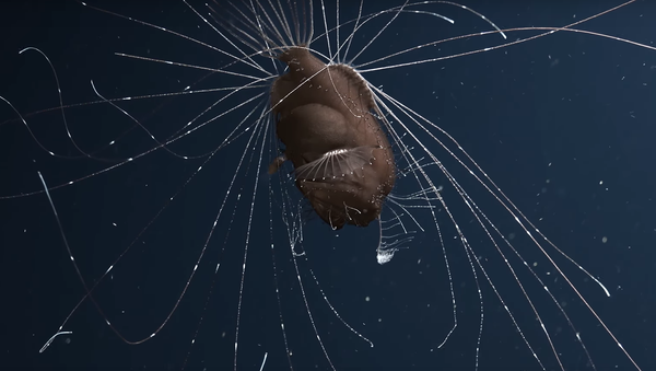 Одних из наиболее загадочных обитателей мирового океана рыба-удильщик - Sputnik 日本