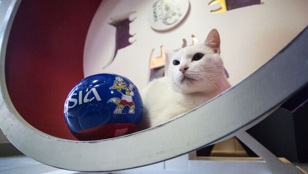 サッカーＷ杯の預言者に白猫アキレスが選ばれる - Sputnik 日本