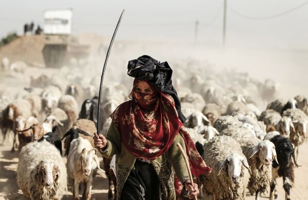 羊飼いの女性。ガザ・パレスチナ自治区郊外で - Sputnik 日本