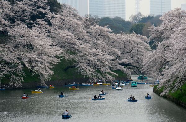 桜の下でボートを漕ぐ人びと。東京・日本で - Sputnik 日本