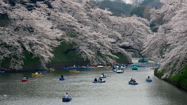 桜の下でボートを漕ぐ人びと。東京・日本で - Sputnik 日本