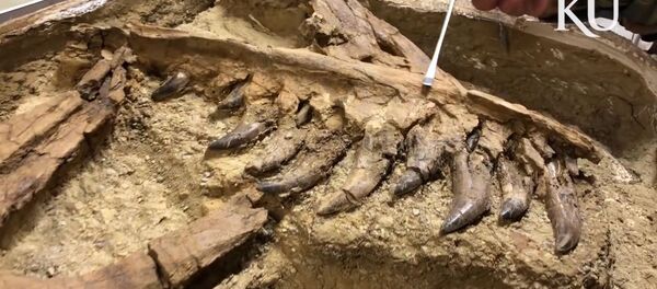 Останки тираннозавра, найденные в Монтане - Sputnik 日本