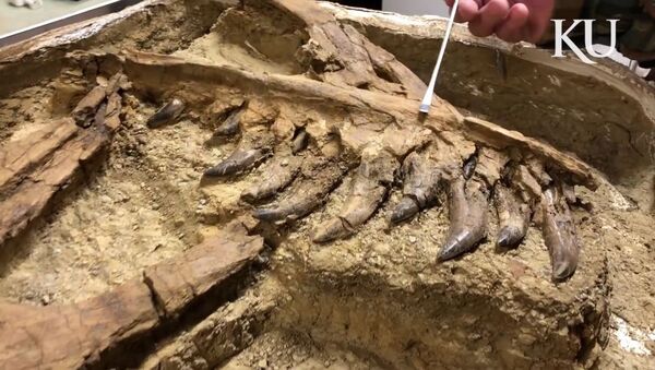 Останки тираннозавра, найденные в Монтане - Sputnik 日本