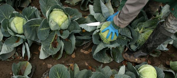 キャベツ キャベツ - Sputnik 日本