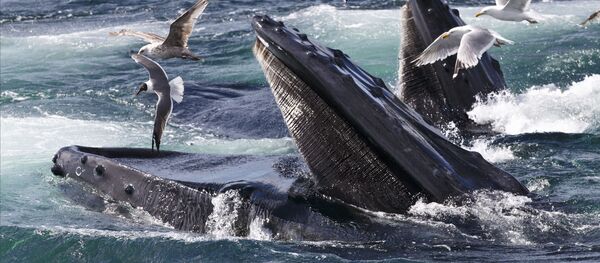 クジラ クジラ - Sputnik 日本