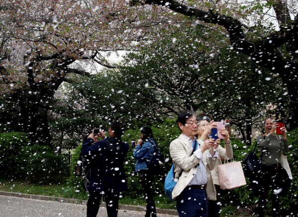 東京の公園でのサクラの開花 - Sputnik 日本