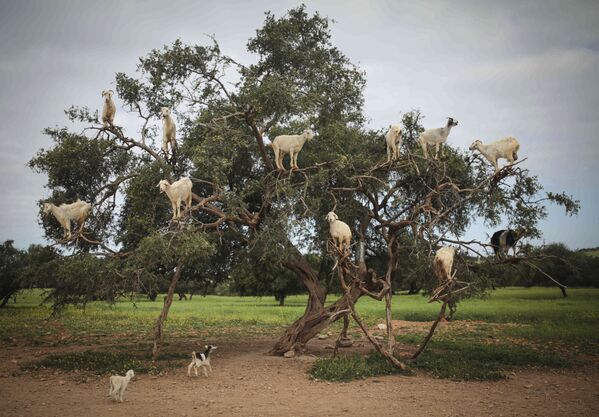 モロッコ南西部で、アルガンの木の上で食物を探すヤギ - Sputnik 日本