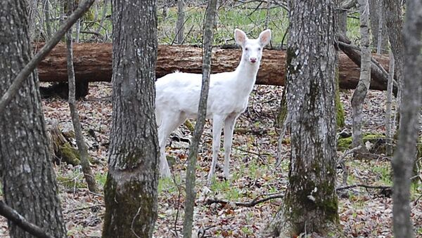 碧眼のアルビノ鹿が米公園で目撃される - Sputnik 日本