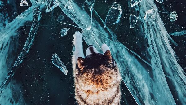 凍結したバイカル湖の上の犬 - Sputnik 日本