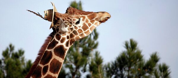 Жираф в зоопарке Сьюдад-Хуарес, Мексика - Sputnik 日本