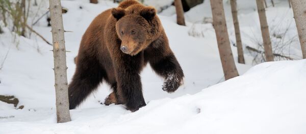 カムチャツカで熊(アーカイブ写真) カムチャツカで熊(アーカイブ写真) - Sputnik 日本