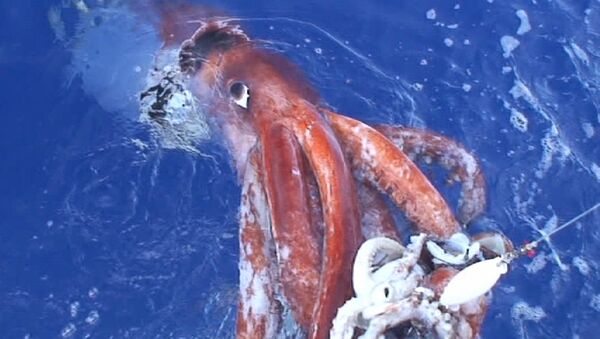フィリピンで人より大きいイカを捕獲【動画・写真】 - Sputnik 日本