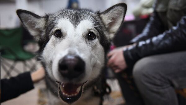Собака породы маламут на выставке собак Добрый мир-2017 в Москве - Sputnik 日本