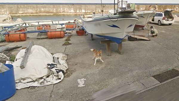 日本を映したGoogleストリートビューに勇敢な小型犬が登場 - Sputnik 日本