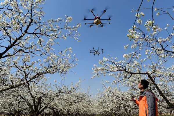 中国・滄州市にある梨農園で梨の受粉に使うドローン - Sputnik 日本