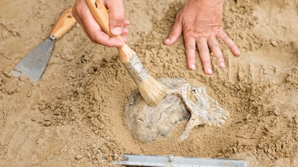 モンゴルで見つかった人間の頭蓋骨は約３万５０００年前ものものだった - Sputnik 日本