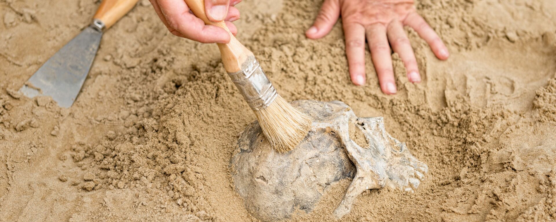 中国で発見された頭骨化石、現生人類に近い新種 - Sputnik 日本, 1920, 28.06.2021