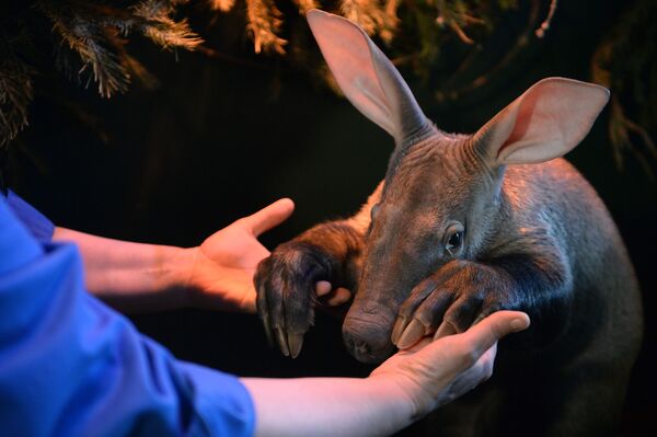 エカテリンブルク動物園で生まれたツノブタの赤ちゃん - Sputnik 日本