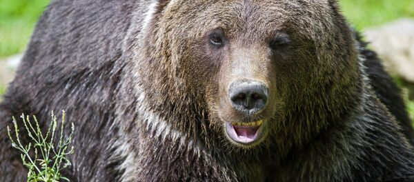 クマ クマ - Sputnik 日本