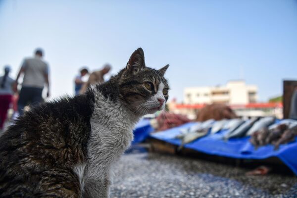 トルコ・フォチャ市の港での猫 - Sputnik 日本
